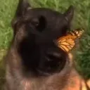 Аватар rexi4ek