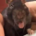 sebas_lentocaway avatar