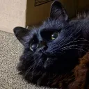 buddyhank