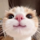 avatar NoWeeniesAllowed