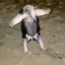 ahembree