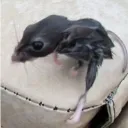 thefaid4740_87631 avatar