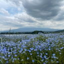 avatar 🌸 ことり 🐥