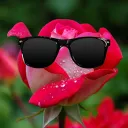 rosen_petal_thorn