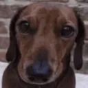 dedhamster447_23268 avatar