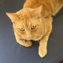 aciessi