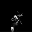 blxxd._.