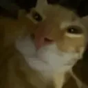 bob_yhyh