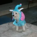 dusko82_41275 avatar