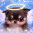 avatar ℒ𝒾𝓁𝓁𝒾𝒶𝓃 🐾