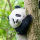 Avatar remiospydercs2