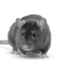 rat_crack_lv1