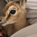 avatar Mimi  🦌