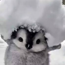mrpinguin8354