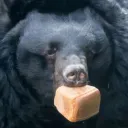 hungrybearforfood
