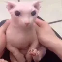 Аватар bingus_top