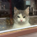 avatar I speak english 50/50