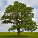 tree_64456 avatar
