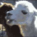 theshaun