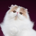 malcoyant member profile picture