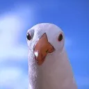 slowkingssbm