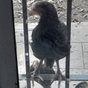 jeuelvalentinmagnago