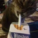 virtut.e