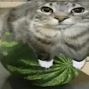 watermeloncat5.0