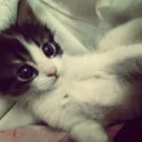 pii_zzz