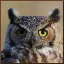 .owlbe