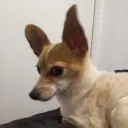 cookieonvr