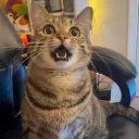 randomweasel