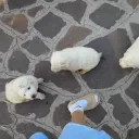dogsnif