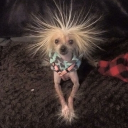 avatar ʜɪɴᴅɪ ᴋᴏ ᴀʟᴀᴍ ᴀɴɢ ɪᴘᴀᴘᴀʟɪᴛ ᴋᴏ:)