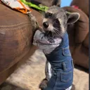 meekotheraccoon12