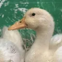 ducki_2004