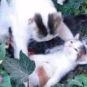 anautisticcat