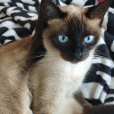 catlod