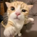 sisoyperropachaa