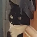 niazy911