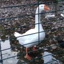 Аватар dancemaster2020