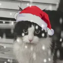 swat_flock