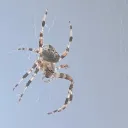 awsomesauce1122 avatar