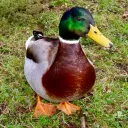 757duck