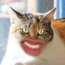 fanzmeow avatar