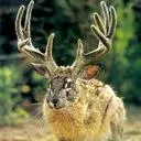 jackalope4637