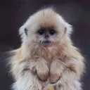 ninmonkey