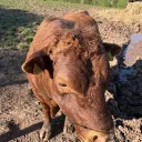rolo_12eko