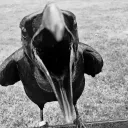 just_a_crow