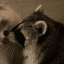 avatar | やxXLeZuXxᴳᵒᵈ🦝